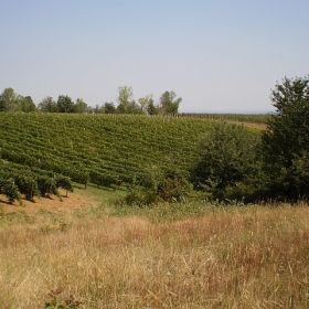 panorama-vigneti