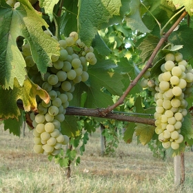 uva-grappoli-bianca
