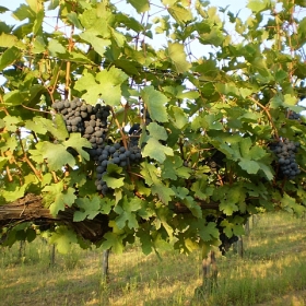 uva-grappoli-rossa