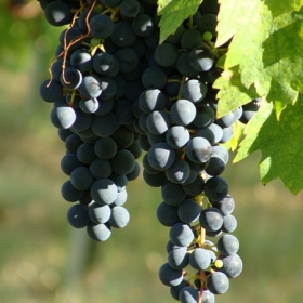 uva-grappolo-rossa