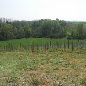 vigneti-01