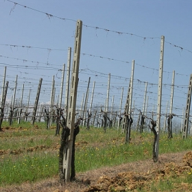 vigneti-02