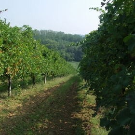 vigneti-03