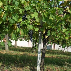 vigneti-04
