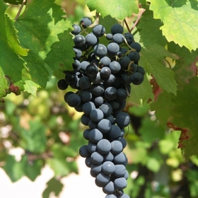 vigneti-05