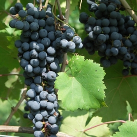 vigneti-06