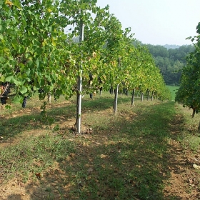 vigneti-07