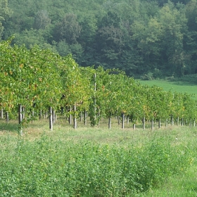 vigneti-08