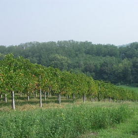vigneti-09