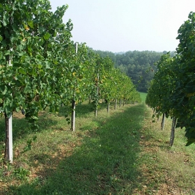 vigneti-10