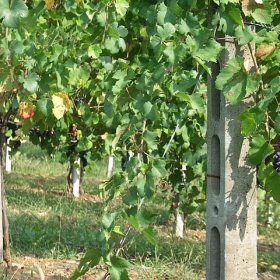 vigneti-11