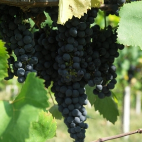 vigneti-12