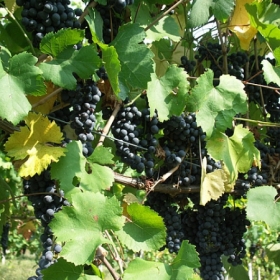 vigneti-13