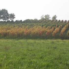 vigneti-14