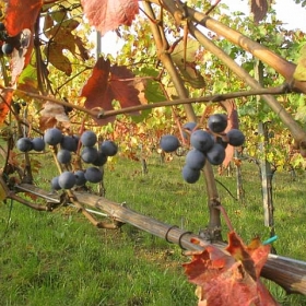 vigneti-15