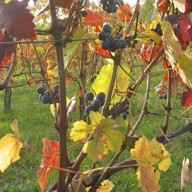 vigneti-16