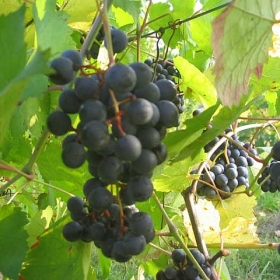 vigneti-17