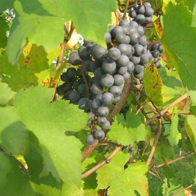 vigneti-18
