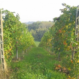 vigneti-19