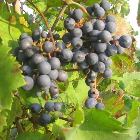 vigneti-20
