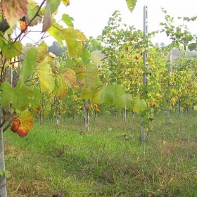 vigneti-21