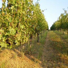 vigneti-22