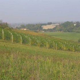 vigneti-panorama