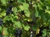 vigneti-04